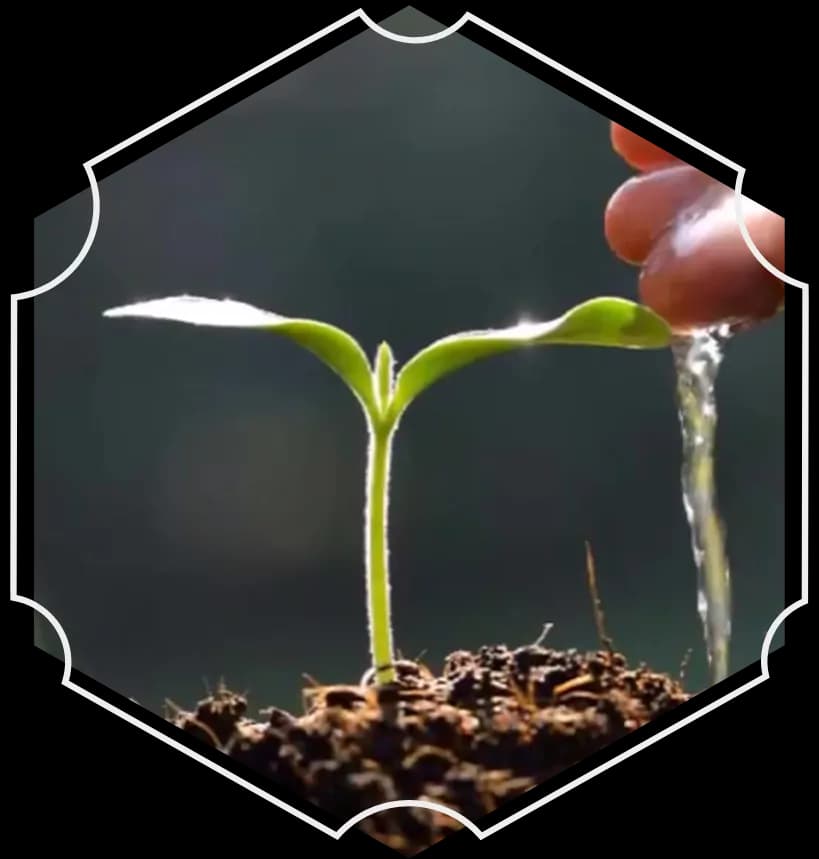 The first seed