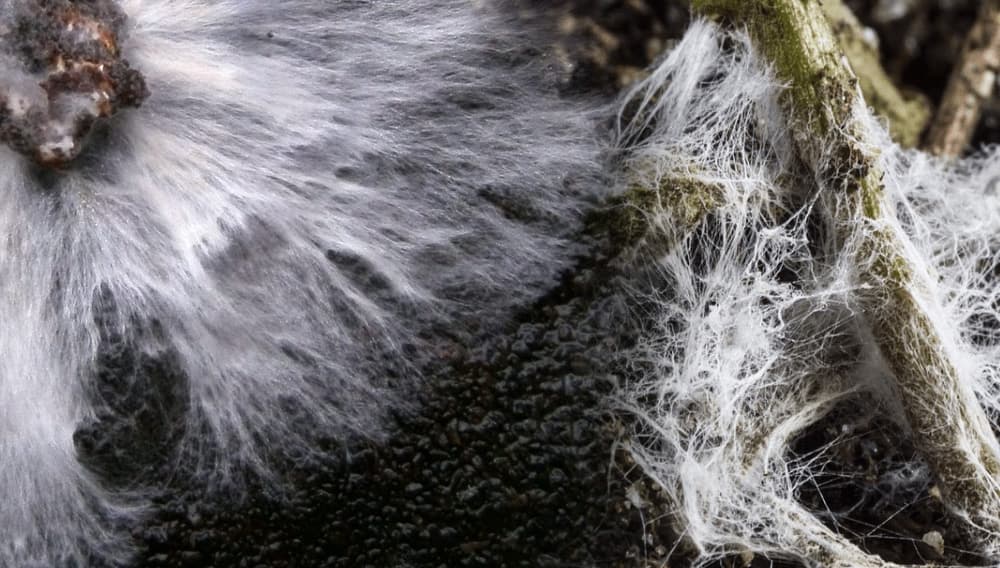 The science of mycorrhizae and root symbiosis