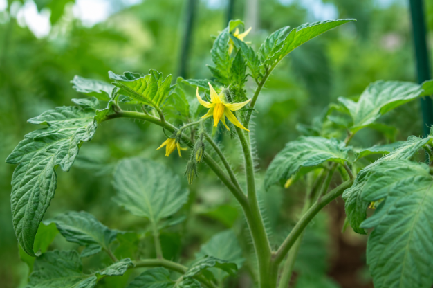 Floral activation on a tomato plant